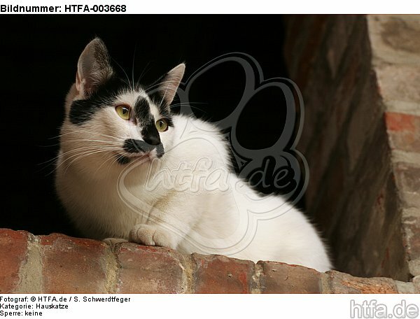 Hauskatze / domestic cat / HTFA-003668