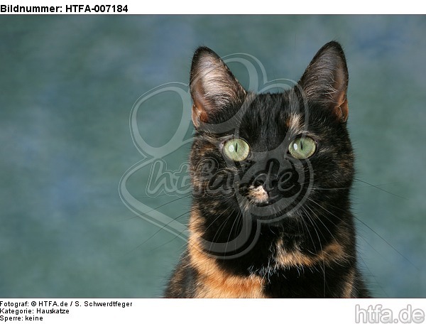 Hauskatze / domestic cat / HTFA-007184