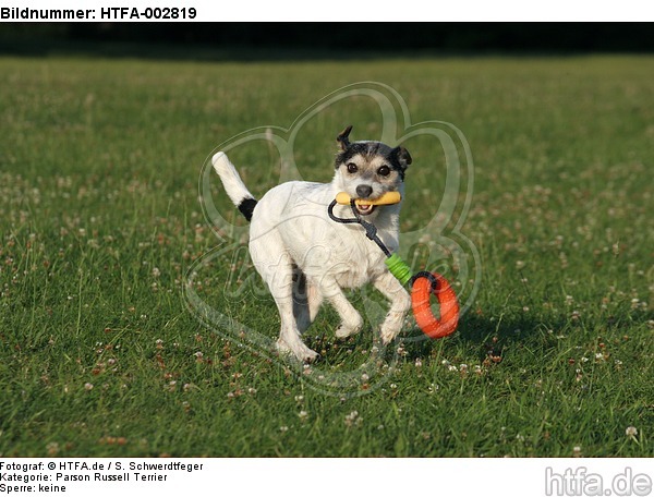 Parson Russell Terrier / HTFA-002819
