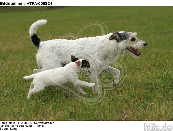 laufende Parson Russell Terrier / walking PRT / HTFA-009824