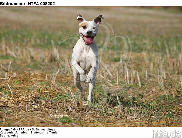 rennender American Staffordshire Terrier / running american staffordshire terrier / HTFA-008202