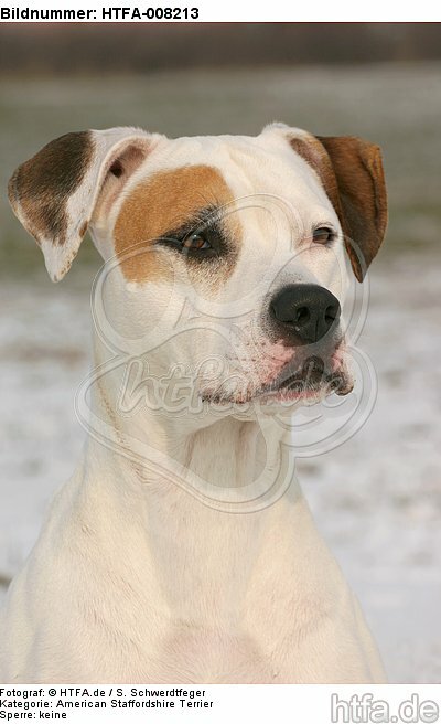 American Staffordshire Terrier Portrait / HTFA-008213