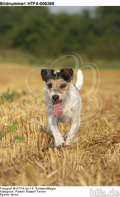 Parson Russell Terrier / HTFA-006365