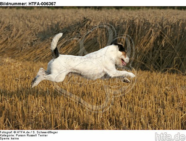 Parson Russell Terrier / HTFA-006367