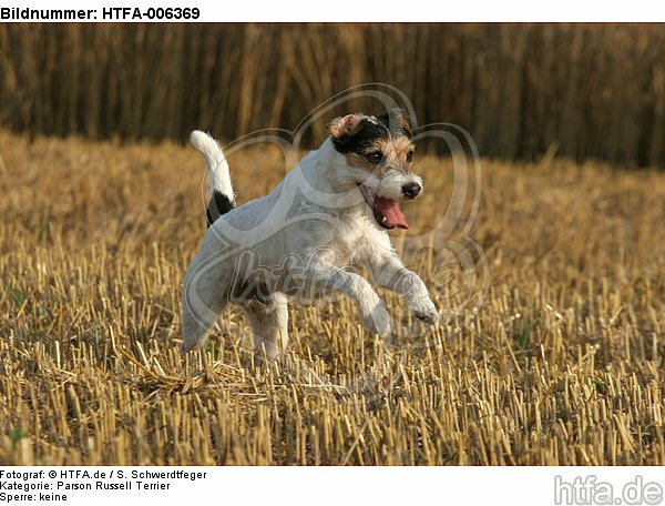Parson Russell Terrier / HTFA-006369