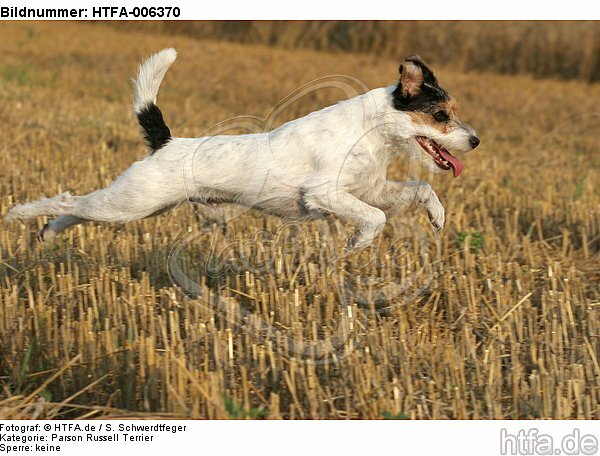 Parson Russell Terrier / HTFA-006370