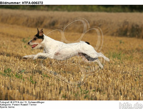 Parson Russell Terrier / HTFA-006372