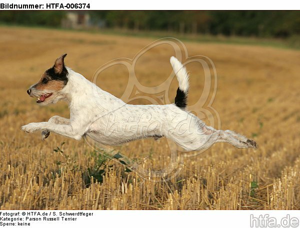 Parson Russell Terrier / HTFA-006374