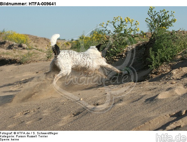 rennender Parson Russell Terrier / running PRT / HTFA-009641