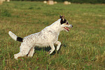 Parson Russell Terrier