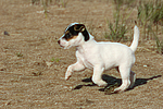 Parson Russell Terrier Welpe / parson russell terrier puppy