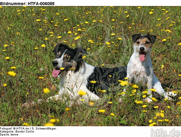 Border Collie und Parson Russell Terrier / border collie and parson russell terrier / HTFA-006085