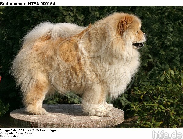 stehender Chow Chow / standing Chow Chow / HTFA-000154