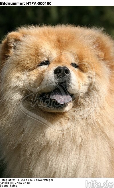 hechelnder Chow Chow / panting Chow Chow Portrait / HTFA-000160