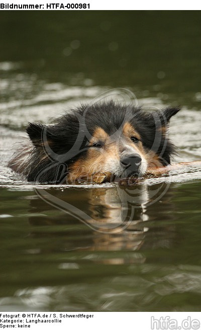 schwimmender Langhaarcollie / swimming longhaired collie / HTFA-000981