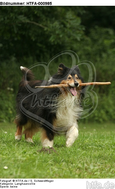 spielender Langhaarcollie / playing longhaired collie / HTFA-000985