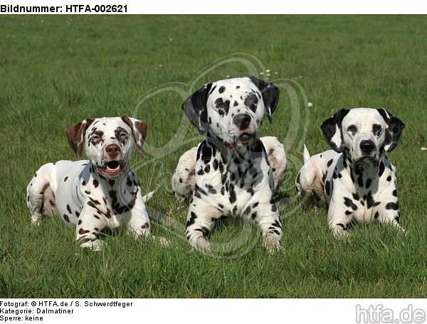 Dalmatiner / dalmatian / HTFA-002621