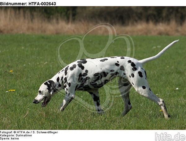 Dalmatiner / dalmatian / HTFA-002643