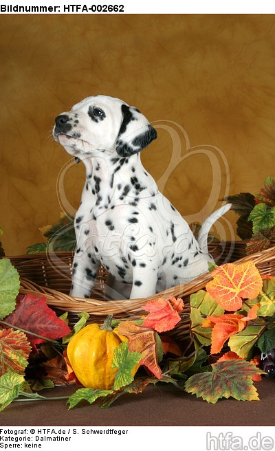 Dalmatiner Welpe / dalmatian puppy / HTFA-002662