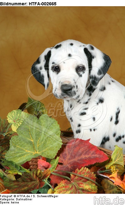 Dalmatiner Welpe / dalmatian puppy / HTFA-002665