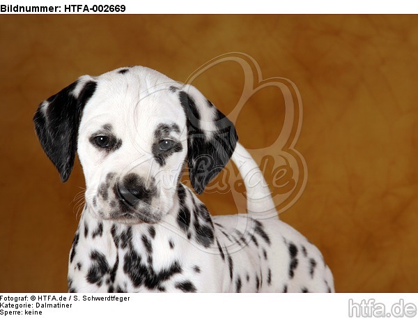 Dalmatiner Welpe / dalmatian puppy / HTFA-002669