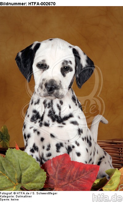 Dalmatiner Welpe / dalmatian puppy / HTFA-002670