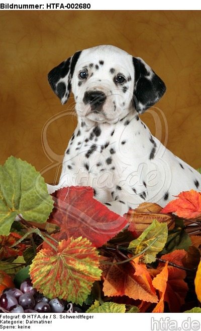 Dalmatiner Welpe / dalmatian puppy / HTFA-002680