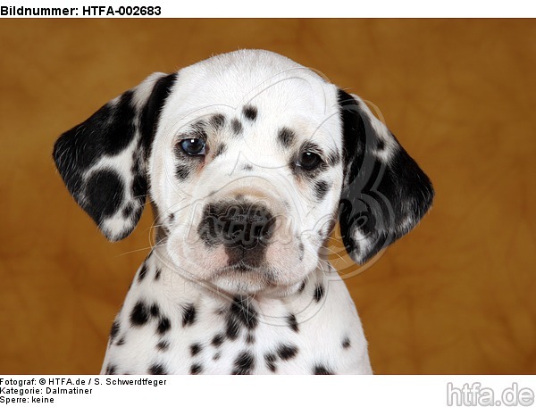 Dalmatiner Welpe / dalmatian puppy / HTFA-002683