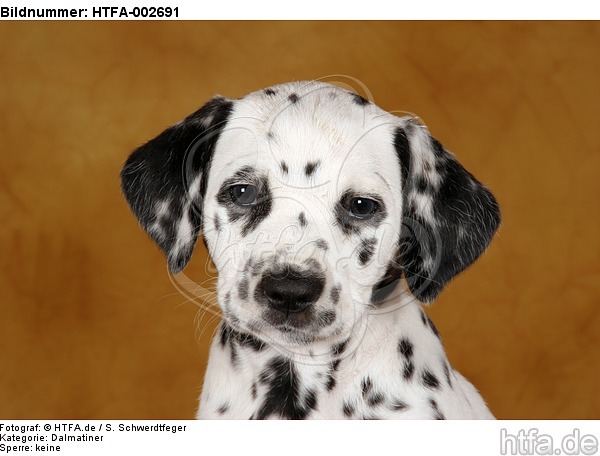 Dalmatiner Welpe / dalmatian puppy / HTFA-002691