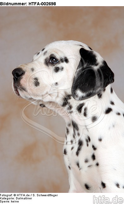 Dalmatiner Welpe / dalmatian puppy / HTFA-002698