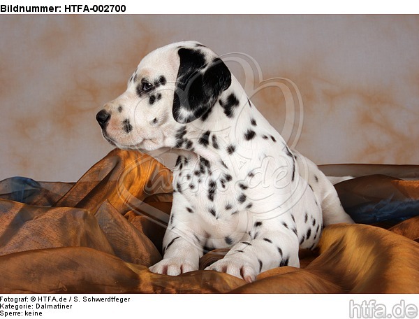Dalmatiner Welpe / dalmatian puppy / HTFA-002700