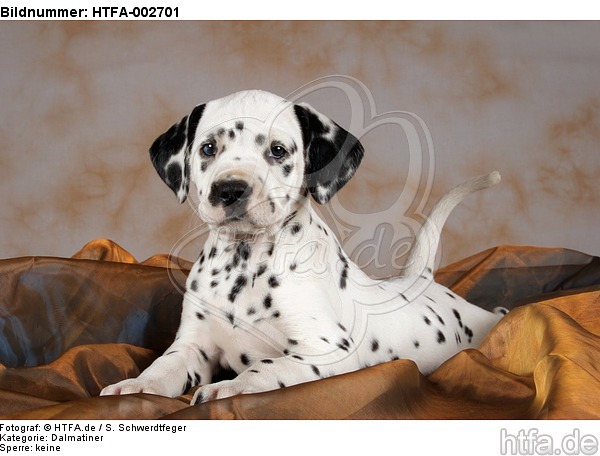 Dalmatiner Welpe / dalmatian puppy / HTFA-002701