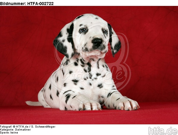 Dalmatiner Welpe / dalmatian puppy / HTFA-002722