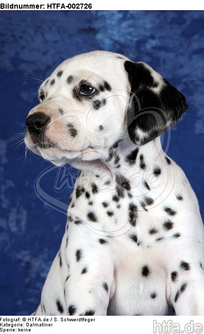 Dalmatiner Welpe / dalmatian puppy / HTFA-002726
