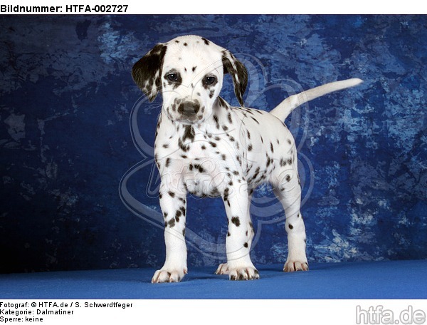 Dalmatiner Welpe / dalmatian puppy / HTFA-002727