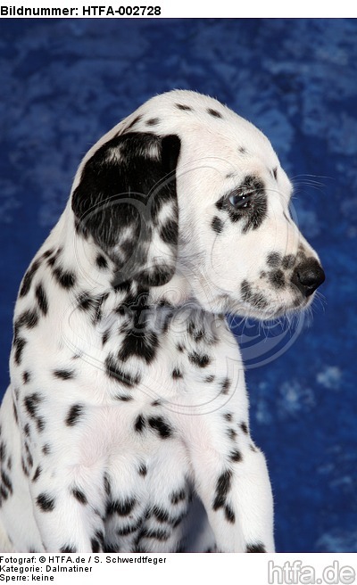 Dalmatiner Welpe / dalmatian puppy / HTFA-002728