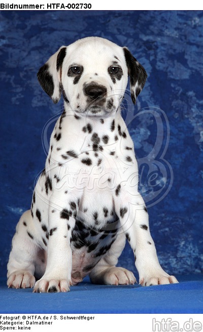 Dalmatiner Welpe / dalmatian puppy / HTFA-002730
