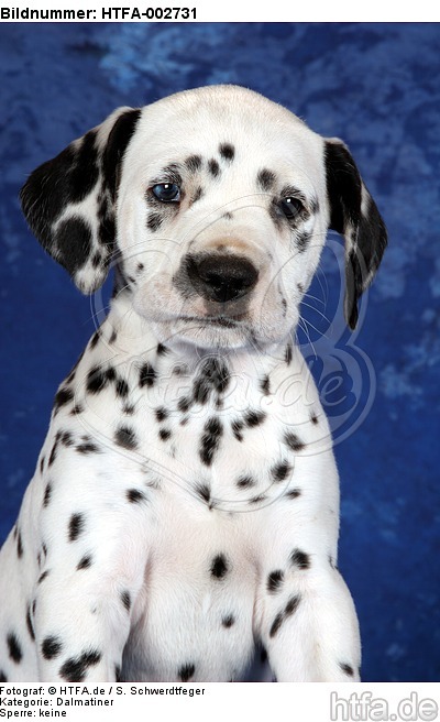 Dalmatiner Welpe / dalmatian puppy / HTFA-002731