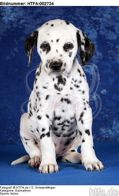 Dalmatiner Welpe / dalmatian puppy / HTFA-002734