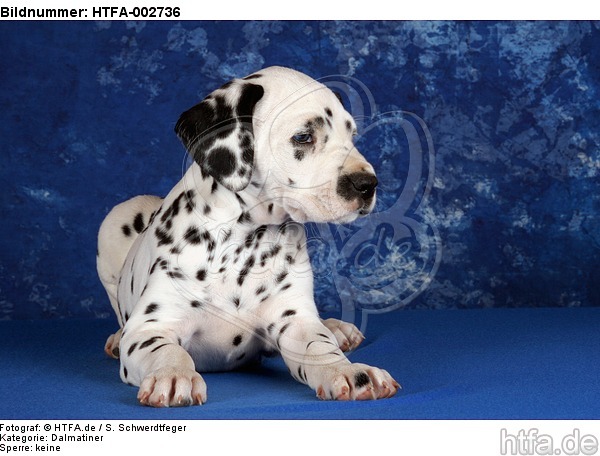 Dalmatiner Welpe / dalmatian puppy / HTFA-002736