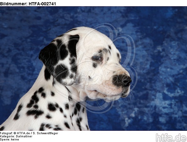 Dalmatiner Welpe / dalmatian puppy / HTFA-002741