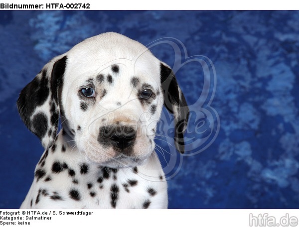 Dalmatiner Welpe / dalmatian puppy / HTFA-002742