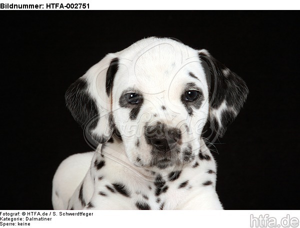 Dalmatiner Welpe / dalmatian puppy / HTFA-002751
