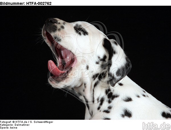 Dalmatiner Welpe / dalmatian puppy / HTFA-002762