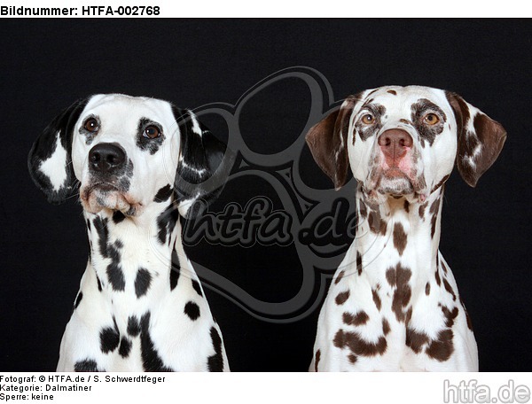 Dalmatiner / dalmatian / HTFA-002768