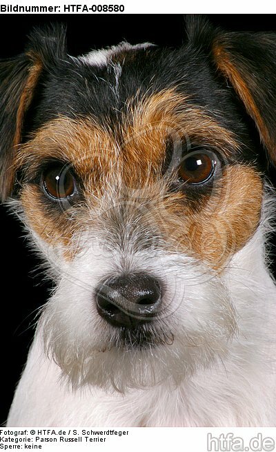 Parson Russell Terrier Gesicht / prt face / HTFA-008580