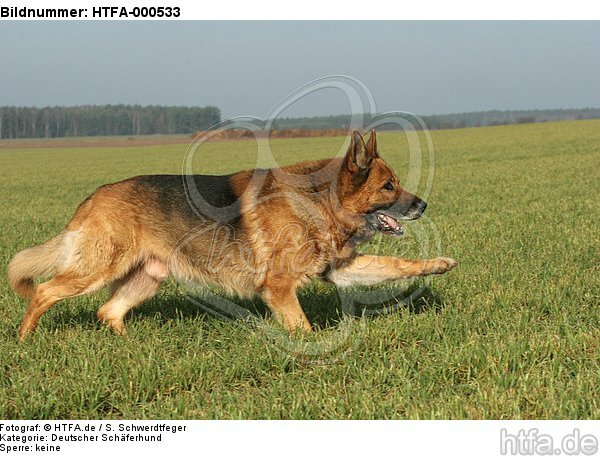 rennender Deutscher Schäferhund / running german shepherd / HTFA-000533