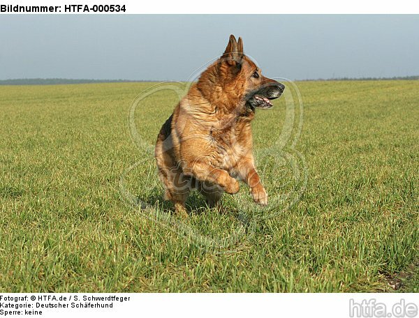 rennender Deutscher Schäferhund / running German Shepherd / HTFA-000534