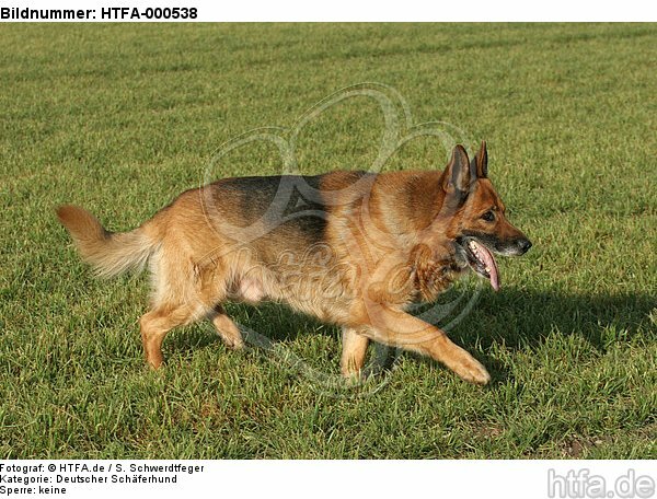 laufender Deutscher Schäferhund / walking German Shepherd / HTFA-000538
