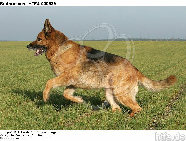 rennender Deutscher Schäferhund / running German Shepherd / HTFA-000539